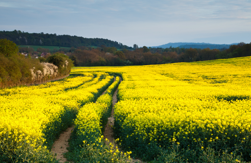 Surrey Hills