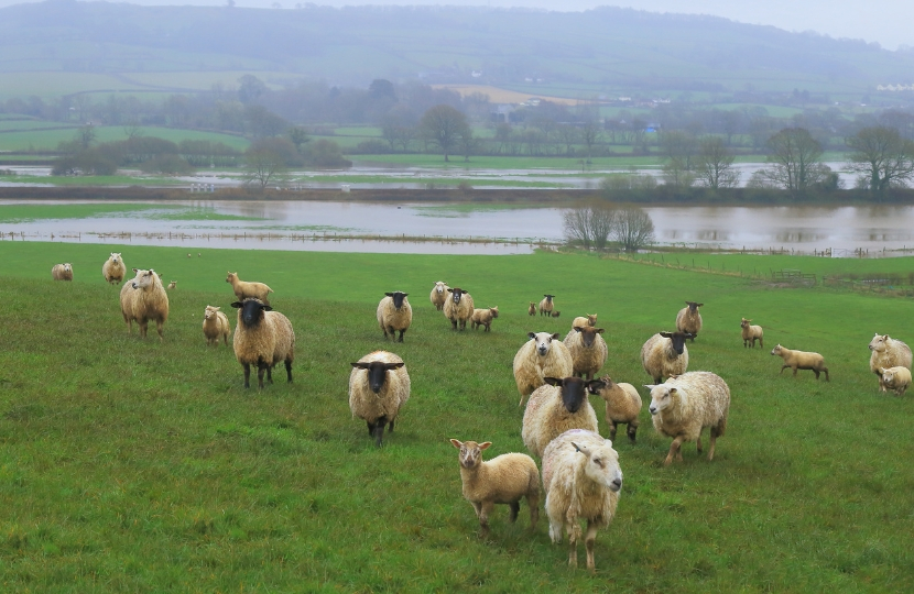 Flooded Farmland